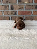 White Collar TriColor Bully Female, a female American Bully for sale in Myrtle Beach, SC – 1 of 5