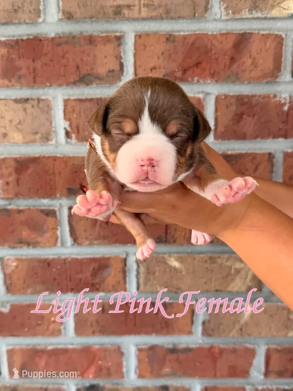 Light Pink Collar Female – American Bully puppy for sale in Myrtle Beach, SC