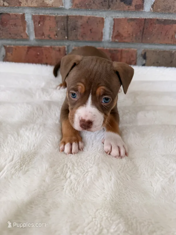 Purple Collar TriColor Female – American Pit Bull Terrier puppy for sale in Myrtle Beach, SC