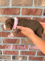 Light Pink Collar Female, a female American Bully for sale in Myrtle Beach, SC – 2 of 6