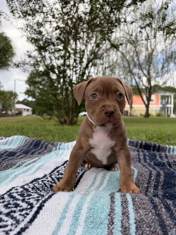 White Collar TriColor Female – American Pit Bull Terrier puppy for sale in Myrtle Beach, SC