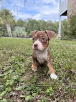 Purple Collar TriColor Female, a female American Pit Bull Terrier for sale in Myrtle Beach, SC – 2 of 8