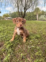 Chocolate Tri Male , a male American Pit Bull Terrier for sale in Myrtle Beach, SC – 1 of 8