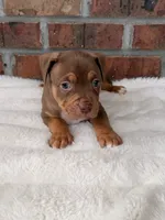 Blue Collar Male , a male American Pit Bull Terrier for sale in Myrtle Beach, SC – 4 of 10