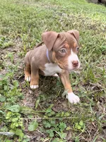 Purple Collar TriColor Female, a female American Pit Bull Terrier for sale in Myrtle Beach, SC – 3 of 8
