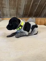 Neon yellow, a male German Shorthaired Pointer for sale in Manilla, IA – 1 of 3