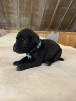 Teal, a female German Shorthaired Pointer for sale in Manilla, IA – 2 of 2