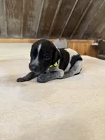 Neon yellow, a male German Shorthaired Pointer for sale in Manilla, IA – 2 of 3