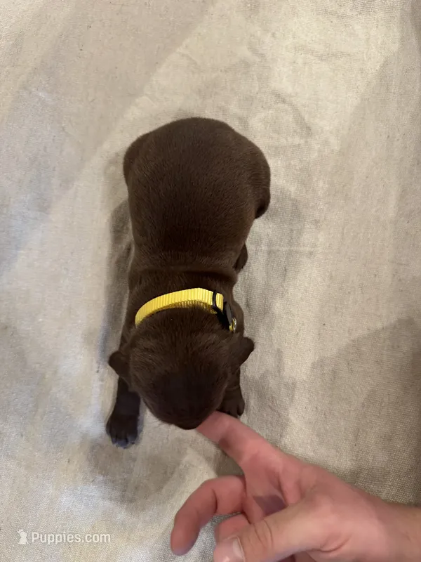 Yellow – German Shorthaired Pointer puppy for sale in Manilla, IA