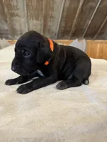 Orange, a male German Shorthaired Pointer for sale in Manilla, IA – 1 of 1