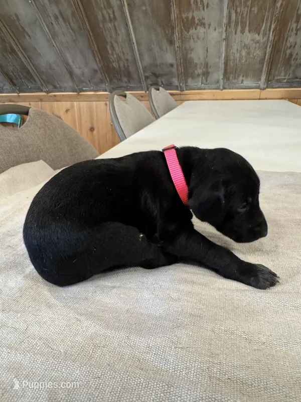 Pink – German Shorthaired Pointer puppy for sale in Manilla, IA