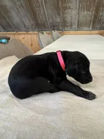 Pink, a female German Shorthaired Pointer for sale in Manilla, IA – 1 of 2