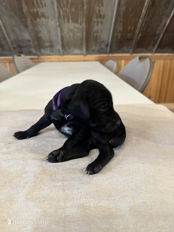 Purple – German Shorthaired Pointer puppy for sale in Manilla, IA