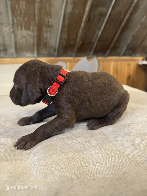 Red – German Shorthaired Pointer puppy for sale in Manilla, IA