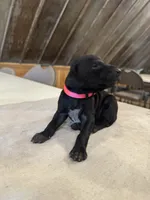 Pink, a female German Shorthaired Pointer for sale in Manilla, IA – 2 of 2