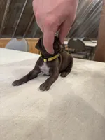 Yellow, a female German Shorthaired Pointer for sale in Manilla, IA – 3 of 3