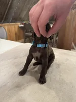 Blue, a male German Shorthaired Pointer for sale in Manilla, IA – 3 of 3