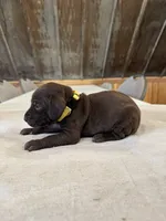 Yellow, a female German Shorthaired Pointer for sale in Manilla, IA – 2 of 3