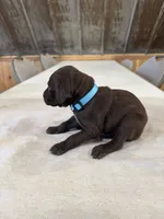 Blue, a male German Shorthaired Pointer for sale in Manilla, IA – 2 of 3