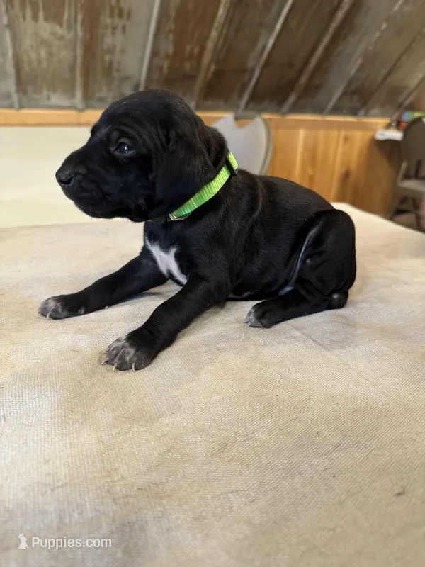 Lime green – German Shorthaired Pointer puppy for sale in Manilla, IA