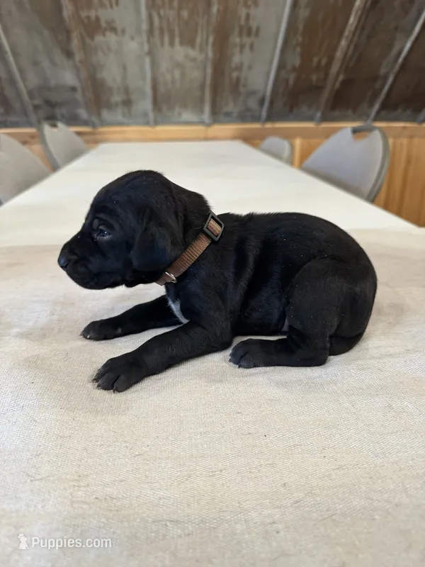 Brown – German Shorthaired Pointer puppy for sale in Manilla, IA