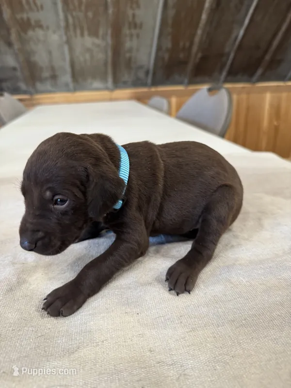 Blue – German Shorthaired Pointer puppy for sale in Manilla, IA