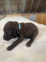 Blue, a male German Shorthaired Pointer for sale in Manilla, IA – 1 of 3