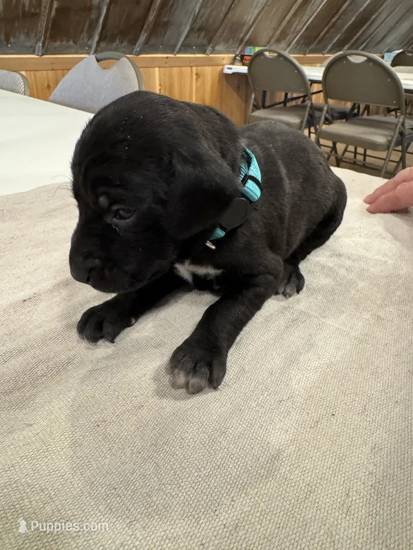 Teal – German Shorthaired Pointer puppy for sale in Manilla, IA