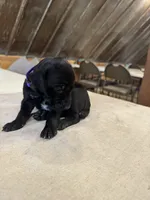 Purple, a female German Shorthaired Pointer for sale in Manilla, IA – 2 of 2