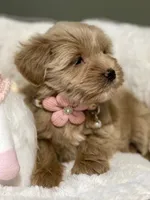 AKC Beige red female, a female Miniature Schnauzer for sale in Calhoun, GA – Photo 5 of 10