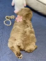 AKC Beige red female, a female Miniature Schnauzer for sale in Calhoun, GA – Photo 7 of 10