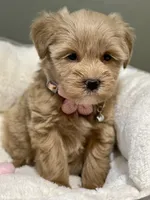 AKC Beige red female, a female Miniature Schnauzer for sale in Calhoun, GA – Photo 4 of 10