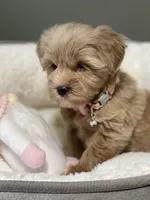 AKC Beige red female, a female Miniature Schnauzer for sale in Calhoun, GA – Photo 10 of 10