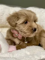 AKC Beige red female, a female Miniature Schnauzer for sale in Calhoun, GA – Photo 2 of 10