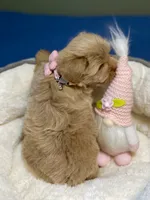 AKC Beige red female, a female Miniature Schnauzer for sale in Calhoun, GA – Photo 9 of 10