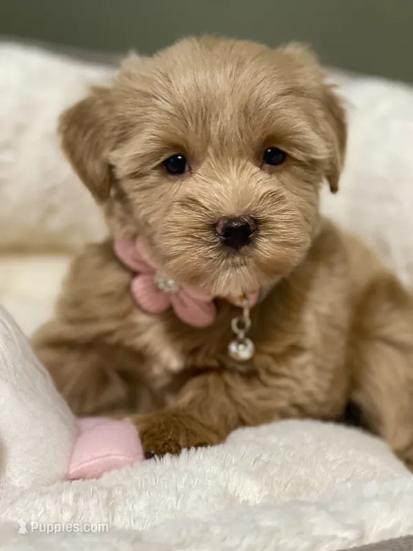 AKC Beige red female