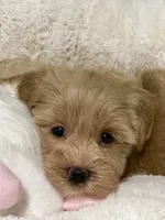 AKC Beige red female, a female Miniature Schnauzer for sale in Calhoun, GA – Photo 8 of 10