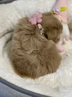 AKC Beige red female, a female Miniature Schnauzer for sale in Calhoun, GA – Photo 3 of 10