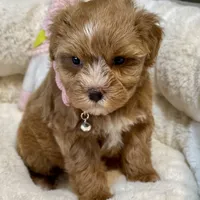 AKC Red toy female, a female Miniature Schnauzer for sale in Calhoun, GA – Photo 1 of 10