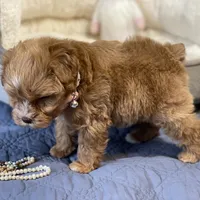 AKC Red toy female, a female Miniature Schnauzer for sale in Calhoun, GA – Photo 5 of 10