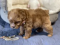 AKC Red toy female, a female Miniature Schnauzer for sale in Calhoun, GA – Photo 5 of 10