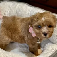 AKC Red toy female, a female Miniature Schnauzer for sale in Calhoun, GA – Photo 9 of 10