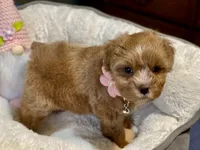 AKC Red toy female, a female Miniature Schnauzer for sale in Calhoun, GA – Photo 9 of 10