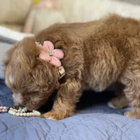 AKC Red toy female, a female Miniature Schnauzer for sale in Calhoun, GA – Photo 4 of 10