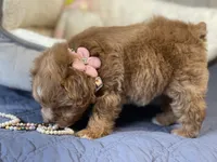 AKC Red toy female, a female Miniature Schnauzer for sale in Calhoun, GA – Photo 4 of 10