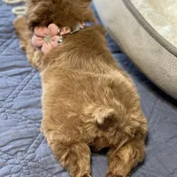 AKC Red toy female, a female Miniature Schnauzer for sale in Calhoun, GA – Photo 7 of 10