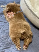 AKC Red toy female, a female Miniature Schnauzer for sale in Calhoun, GA – Photo 7 of 10