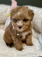 AKC Red toy female, a female Miniature Schnauzer for sale in Calhoun, GA – Photo 6 of 10