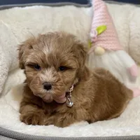AKC Red toy female, a female Miniature Schnauzer for sale in Calhoun, GA – Photo 2 of 10