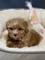 AKC Red toy female, a female Miniature Schnauzer for sale in Calhoun, GA – Photo 2 of 10